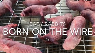 Baby Rabbits Born on the wire