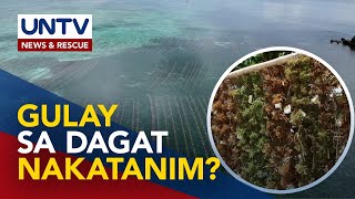 ALAMIN: Ang ipinagmamalaking seaweed farming sa Caluya Island, Antique