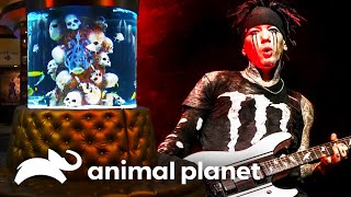 Um aquário para o DJ Ashba | Com água até o pescoço | Animal Planet Brasil