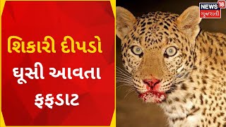 Junagadh News : શિકારી દીપડો ઘૂસી આવતા ફફડાટ | Panther Roars | Leopard | News In Gujarati