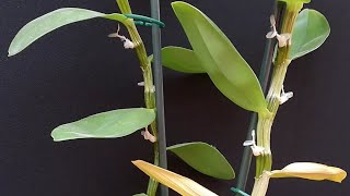 TOP 3 ERRORES MAS COMUNES CULTIVO ORQUIDEA DENDROBIUM NOBILE