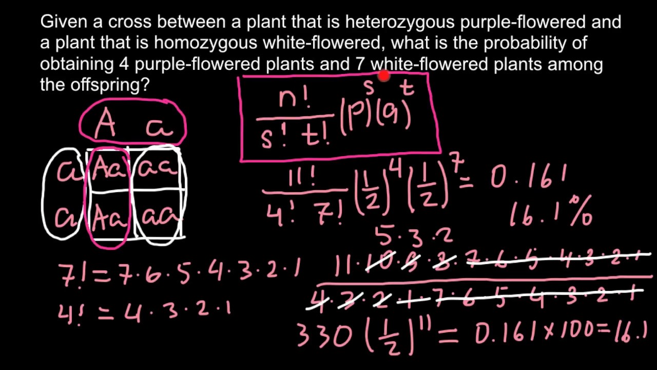 How To Solve Probability Problems In Genetics Using Factorial Method ...