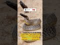 The Most Venomous 5 Animals in the World !! (Animal Comparison)