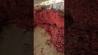 red chilli teja delux good quality #redchillies #redchilli #exporter #chillies #viral #shorts