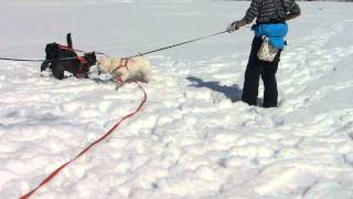 甲斐犬の葉月ちゃんと芽依ちゃんと雪遊び