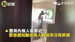 【點新聞】警局又被闖入! 野生獼猴覓食走錯路 出動麻醉劑捕捉成功@中天電視CtiTv