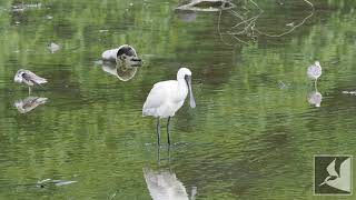 クロツラヘラサギの羽繕い/ Black faced spoonbill