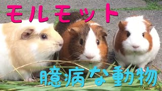 モルモット 臆病な動物