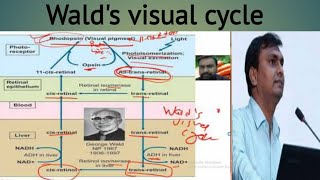 Wald's visual cycle | Biochemistry