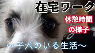 子犬のいる生活 在宅ワーク(テレワーク)の休憩時間の様子 ゆっくりご飯が食べれない。。A state during a daily telework break. Life with a puppy.