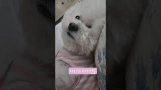 아기인줄 아는 비숑 Bichon thinks it's a baby