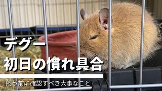 【初めて覚えた芸】初日から脱走|覚えた芸はランニングうんこ| Life with Degu