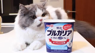 子猫が初めてヨーグルトを食べるとこうなります笑