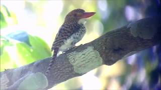 Banded Kingfisher