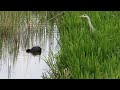 meerkoet vreest blauwe reiger