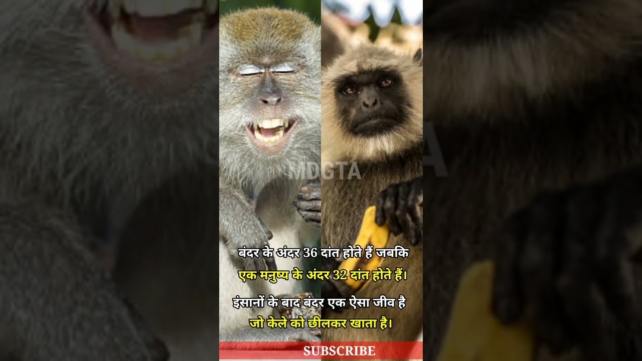 Monkey Facts Shorts Youtube
