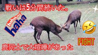 戦いは5分間続いた。鹿同士で 💖大喧嘩があった| nara japan deer | deer fighting nara park deer japan