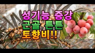 하체에 힘도 없고 서지 않아 고민일 때!! 불끈 힘이 솟게하는 빨간 열매의 토향비 효능.