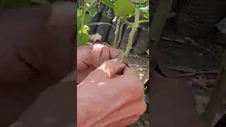 Budding Technique|#short #agriculture #farming