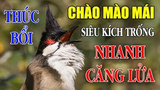 CHÀO MÀO MÁI KÍCH TRỐNG CĂNG LỬA  - CÁCH KÍCH LỬA CHÀO MÀO SỔ BỌNG HÓT CHÉ #chàomàohót