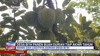 MANIS DAN LEGITNYA DURIAN DESA BI'IH