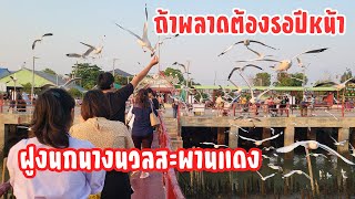 Saphan Daeng Seagull, Thailand. If you miss it, you'll have to wait for next year!