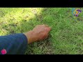 Tutorial cara membersihkan rumput liar di taman