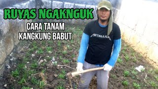 Cara menanam kangkung cabut / babut