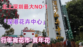 北上深圳最大NO·1的「深港花卉中心」行年宵花市買年花