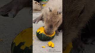 実はかぼちゃ大好きです❗️カピバラ！」　 A cute capybara is obsessed with pumpkins!