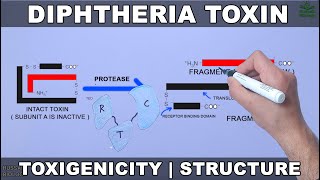 Diptheria Toxin | Structure and Toxigenicity