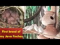 Java finches first breeding at my farm Alhamdulillah | Birds cage | Birds breed | Birds info #finch