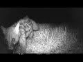 Just a quick Genet #cctv and #trailcam #genet #wildlife