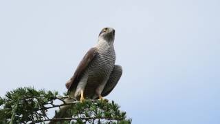 2017 オオタカ  大鷹 NorthernGoshawk