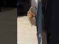 毛玉ボールで遊ぶ猫【つくね】 猫 cat