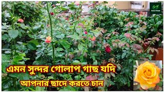 ঘেঁষে হোক বা মাটিতে এইটুকু সহজ পরিচর্যা করলে আপনার গোলাপ গাছ হয়ে উঠবে এমন সুন্দর