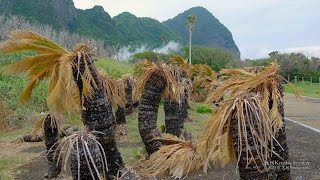 4K 山川製塩工場跡 山川製塩 鹿児島県 九州 日本