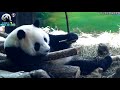 20170806 跑跳蹦的等門小熊 the giant panda yuan zai