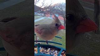 BEAUTIFULLY colored female Northern Cardinal