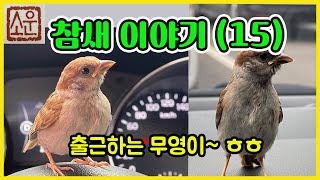 소운의 '참새' 이야기 15 - 출근하는 무영이~~