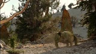 documentales bbc caminando con monstruos vida antes de los dinosaurios