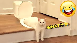 Funniest Cats & Dogs for 2 Hours 😅 New Hilarious Animals 2024