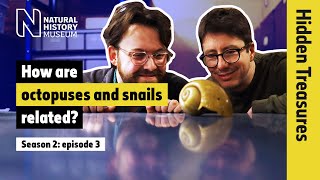 Mysterious molluscs: from tiny snails to Darwin’s favourite octopus | Hidden Treasures | S2E3