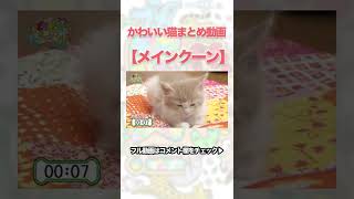 【可愛すぎる】メインクーンの赤ちゃん寝起きチャレンジ #shorts  #ねこ #猫 #メインクーン #子猫 #どうぶつ #かわいい