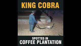 King cobra spotted in coffee plantation