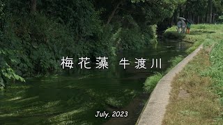 2023「 梅花藻 牛渡川 」伏流水｜遊佐町｜山形県