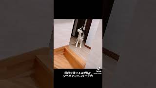 階段を降りるのが怖い生後3ヶ月のシベリアンハスキー子犬