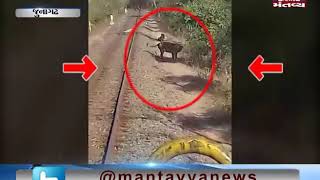 Junagadh: Train driver stops the Train to save Lion | Mantavya News