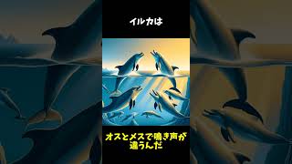 あまり知られていないイルカさんの雑学