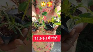 😳₹10-10 में पौधे🌱Seedlings in just ₹10🥰#trending #gardening #shorts #short #viralshorts #plants #yt